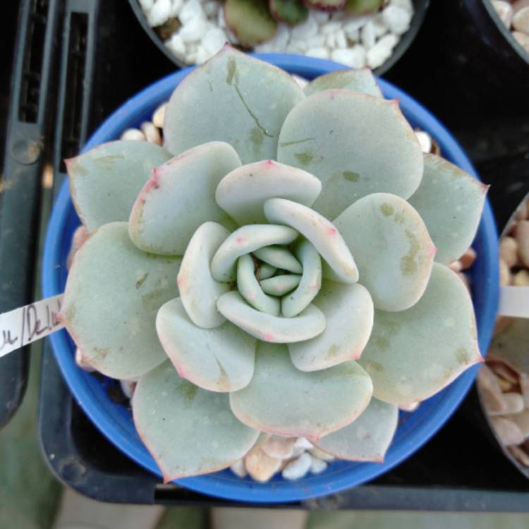 Plant image Echeveria Derlu