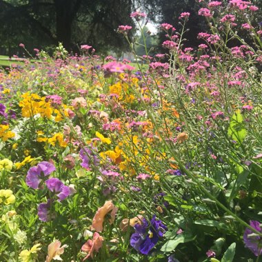 Hana's garden