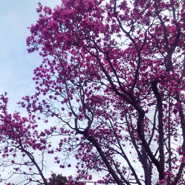 Blossom Tree