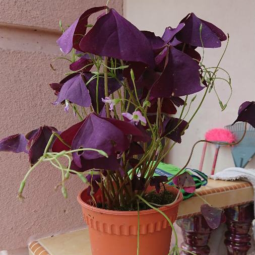 Plant image Oxalis Triangularis 'Mike'