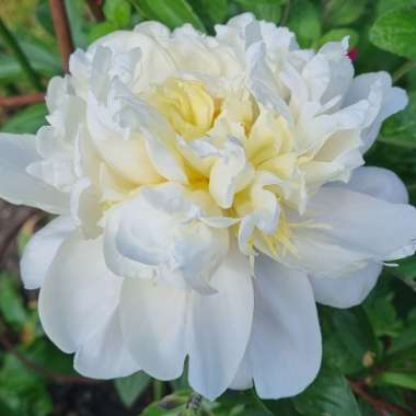 Alison's garden