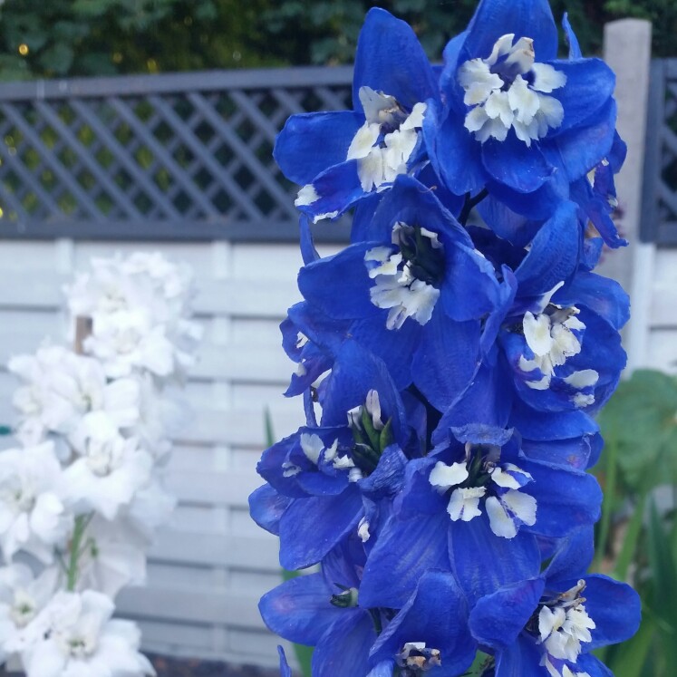 Plant image Delphinium 'Excalibur Light Blue'