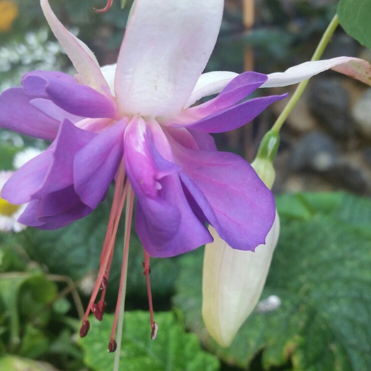 Plant image Fuchsia 'Blue Angel'
