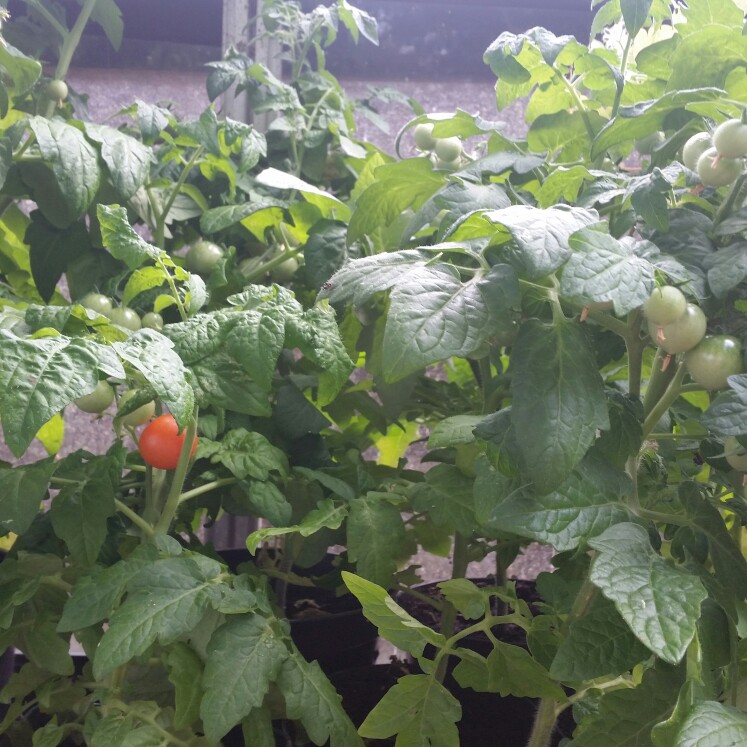 Plant image Solanum Lycopersicum var. cerasiforme 'Minibel'