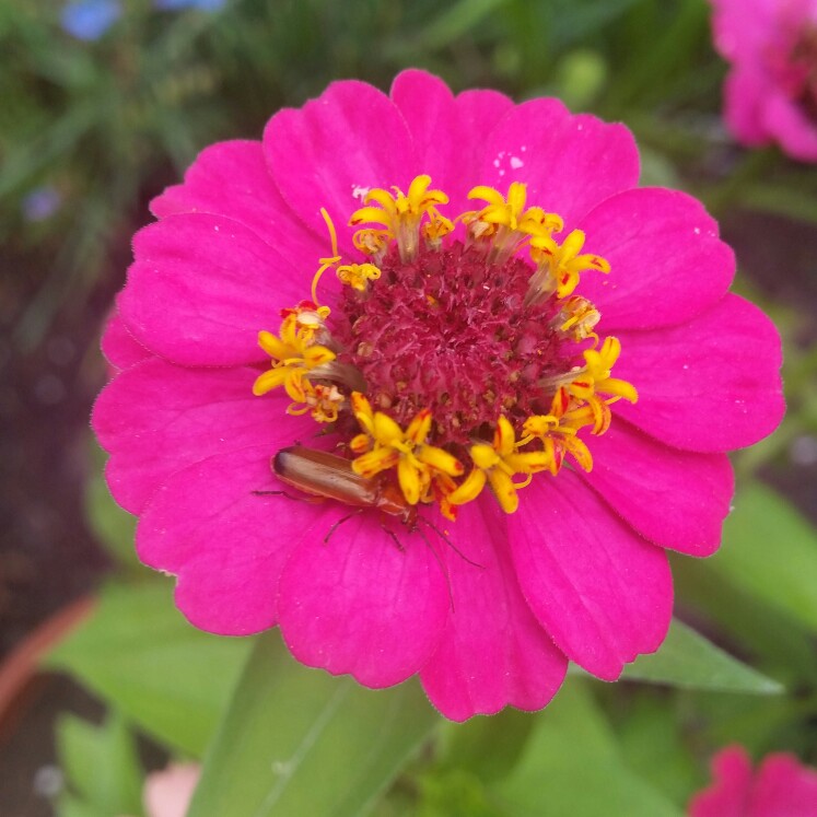 Zinnia elegans