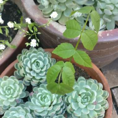 Alison's garden