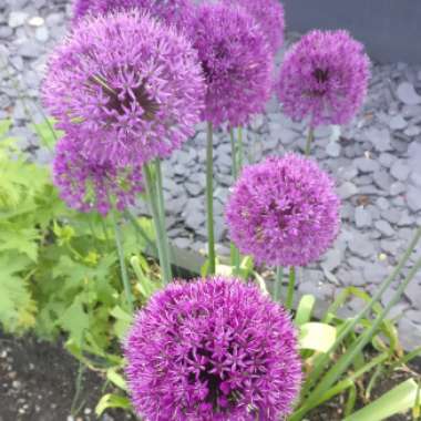 Alison's garden