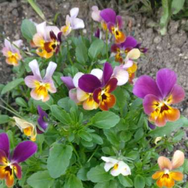 Alison's garden