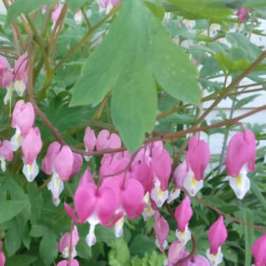 Alison's garden