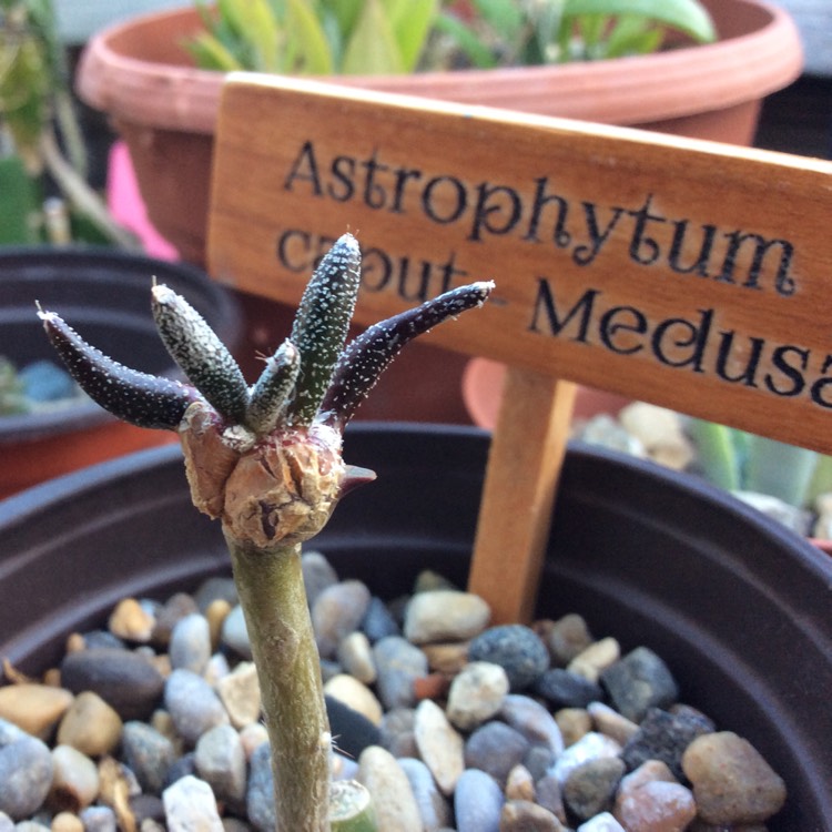 plant image 538041