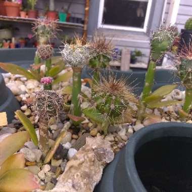 Travis's garden
