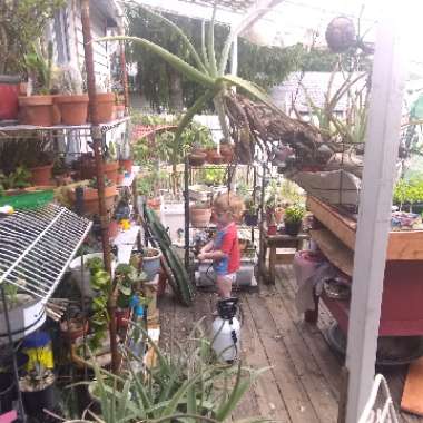 Travis's garden