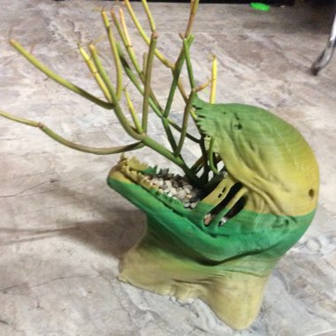 Pencil Cactus