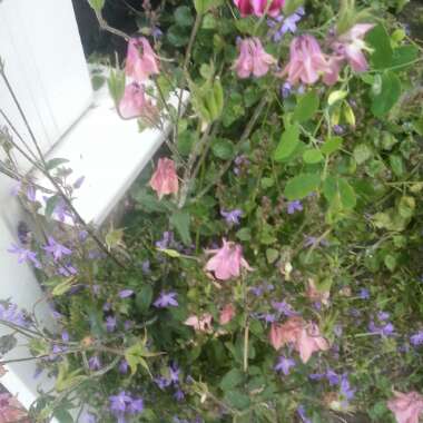 Columbine