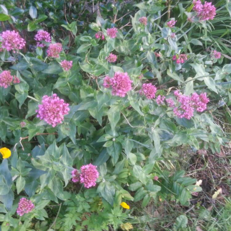 Plant image Centranthus ruber 'Albus'
