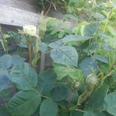 Robert's garden