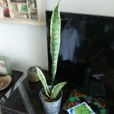 Sansevieria