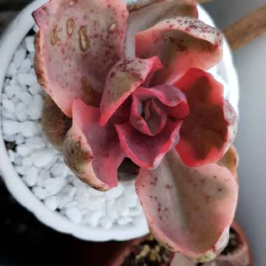 Echeveria Golden State