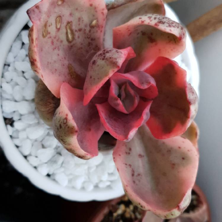 plant image 1016509