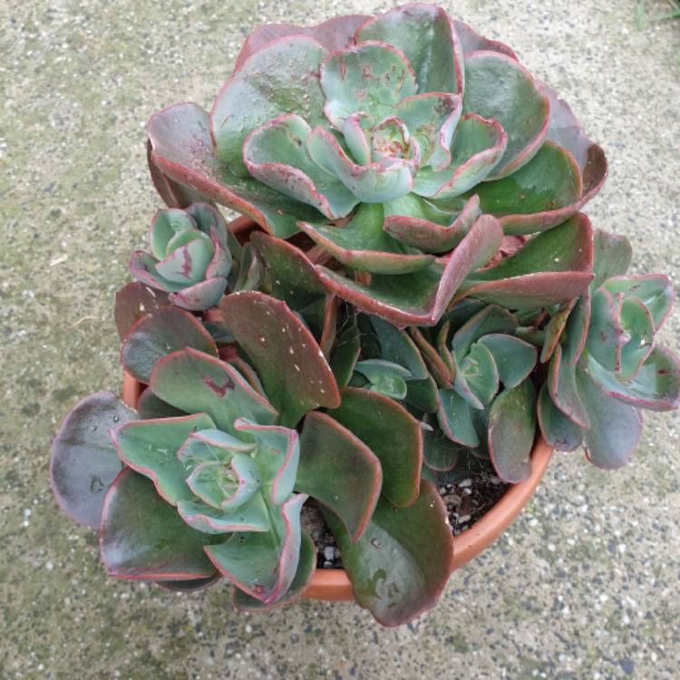 plant image 1023986