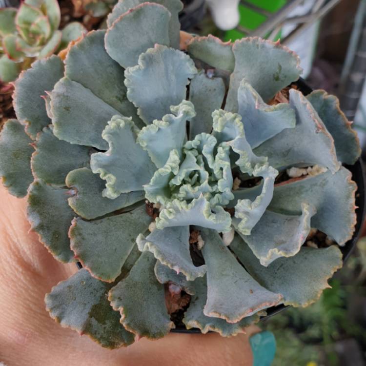plant image 1024173 plant image 1024173