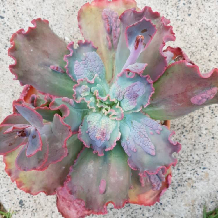 plant image 1024963