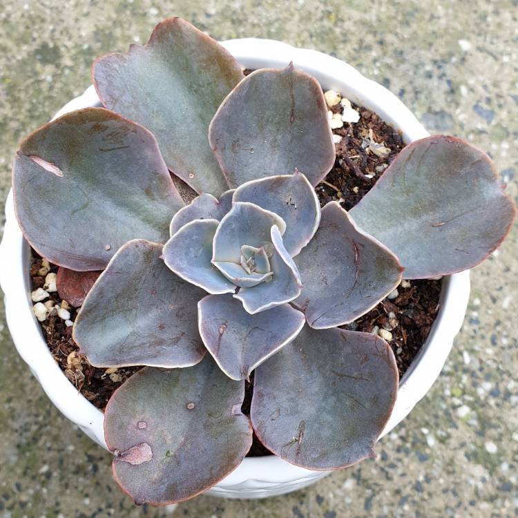 plant image 1024969