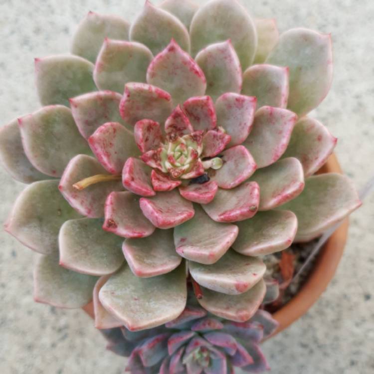 plant image 1024971