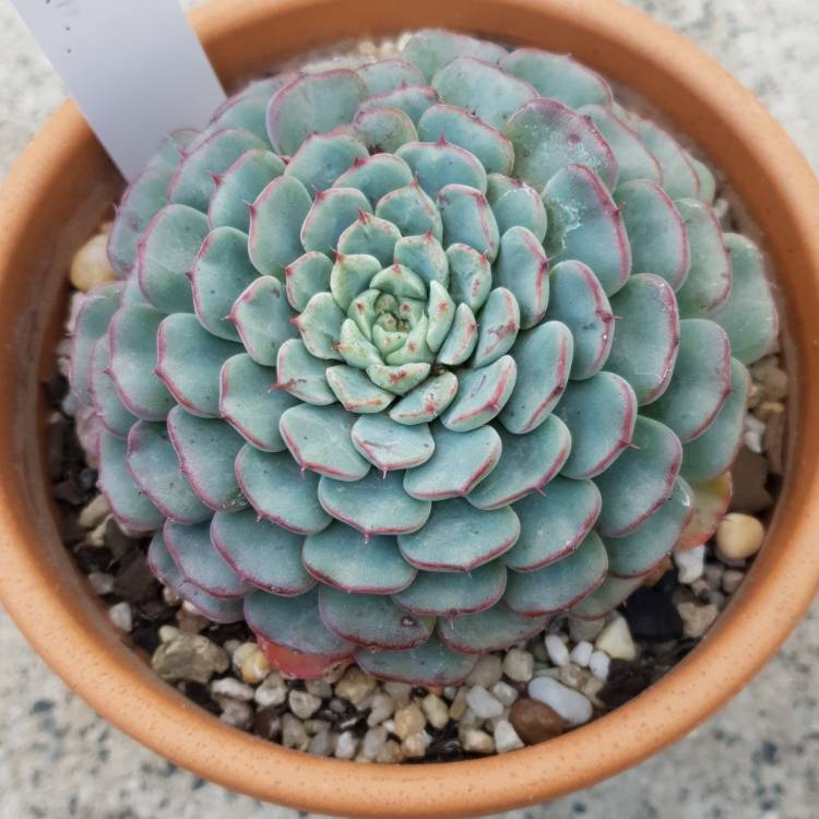 Plant image Echeveria Minima White Form