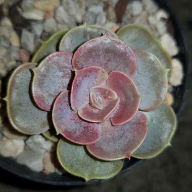 Echeveria Duchess Von Nurnburg 