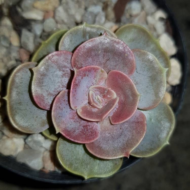 Plant image Echeveria Duchess Von Nurnburg 