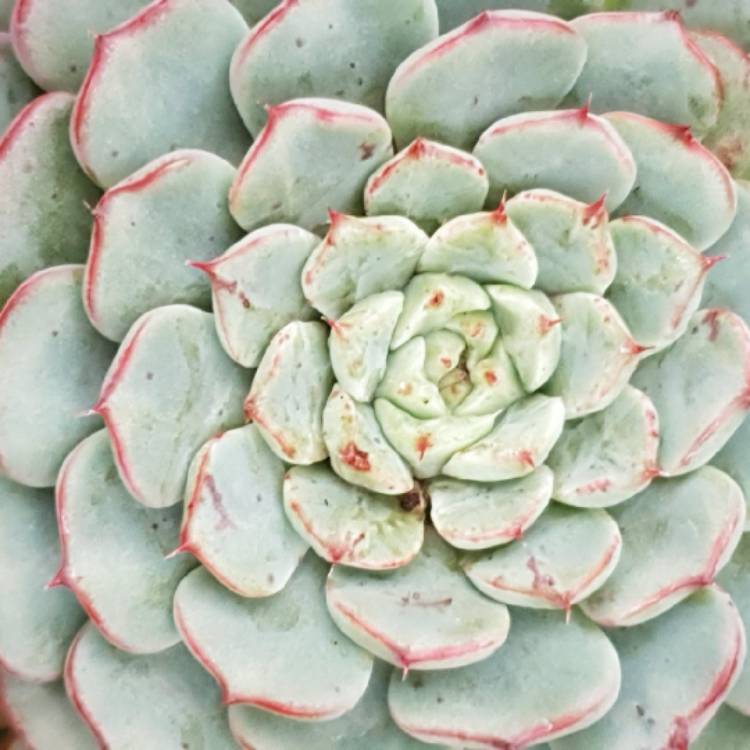 plant image 1026721