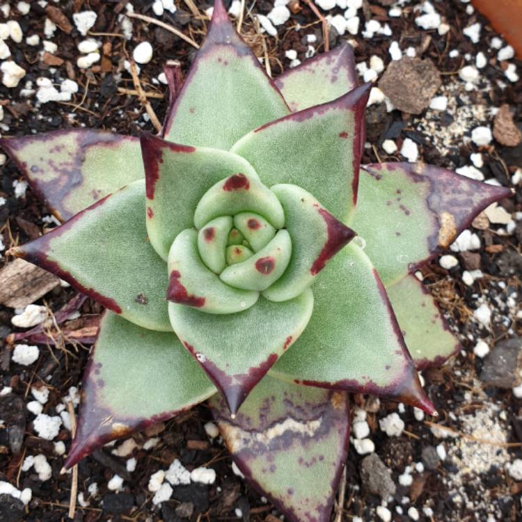 plant image 1026726