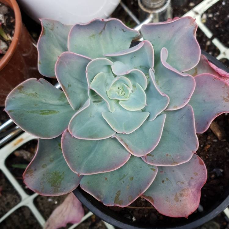 Plant image Echeveria Pink Edge