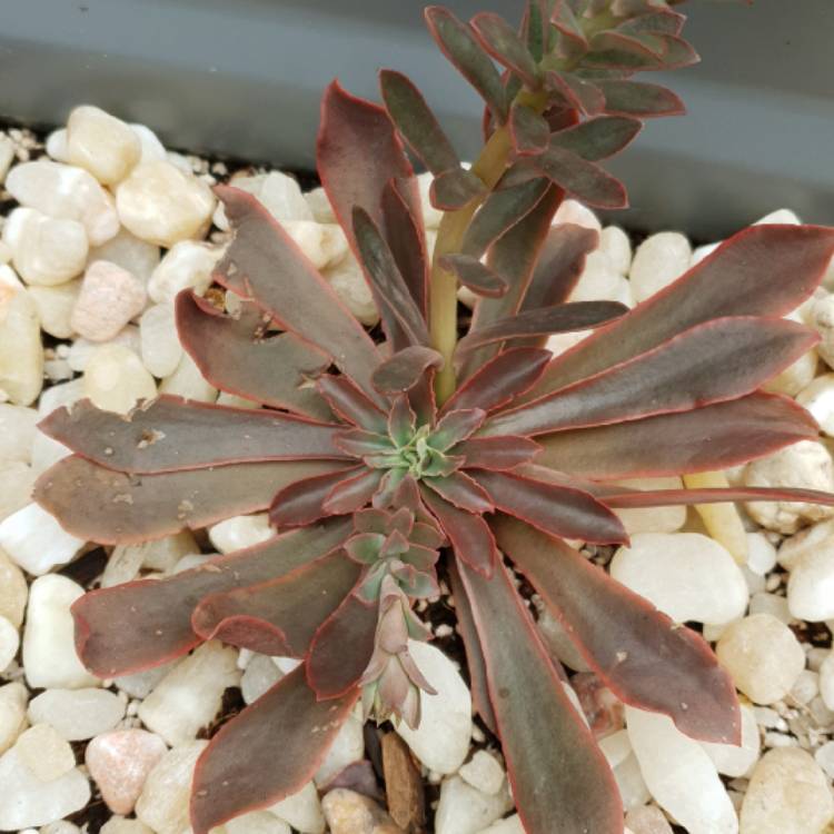 plant image 1027070