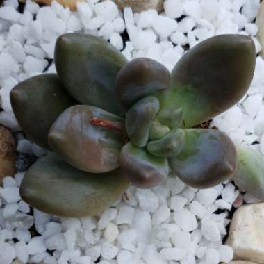 xSedeveria Blue Mist