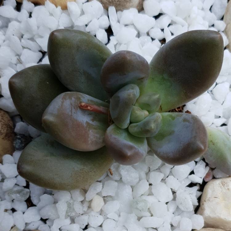Plant image xSedeveria Blue Mist