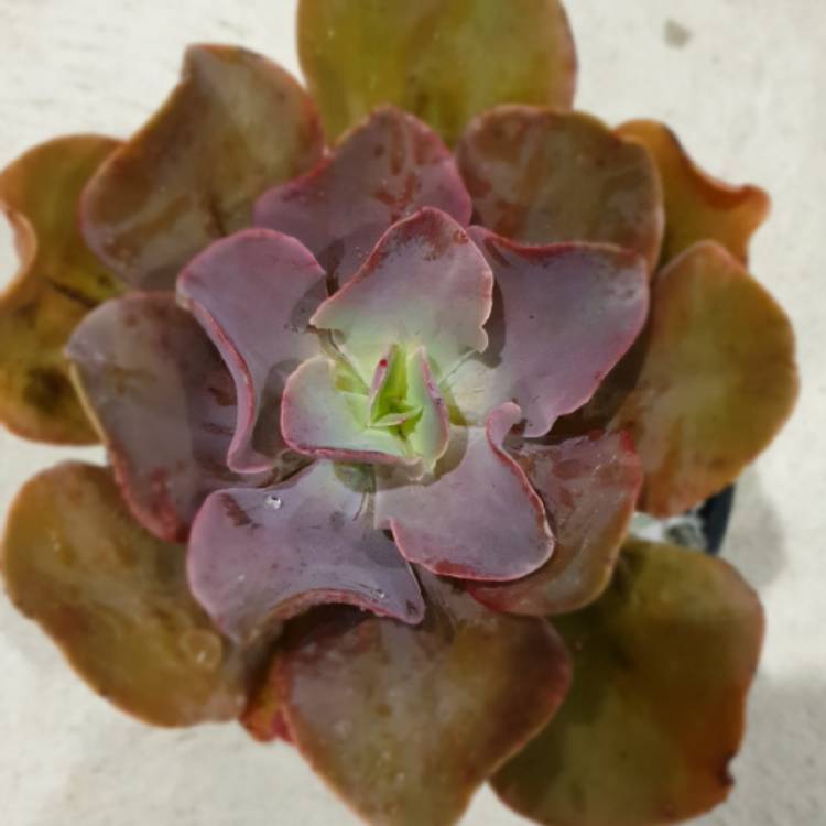 plant image 1063226