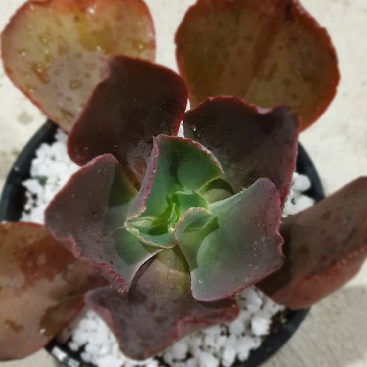 plant image 1063237