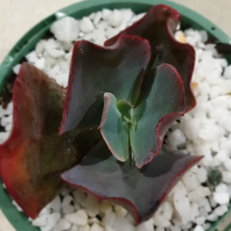 plant image 1063241
