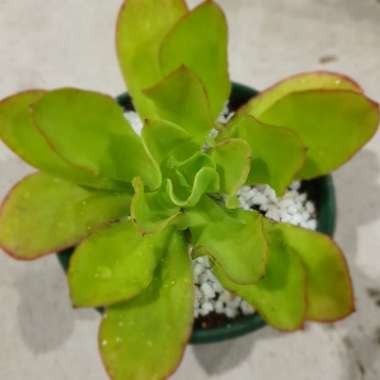 Echeveria Lemon Twist