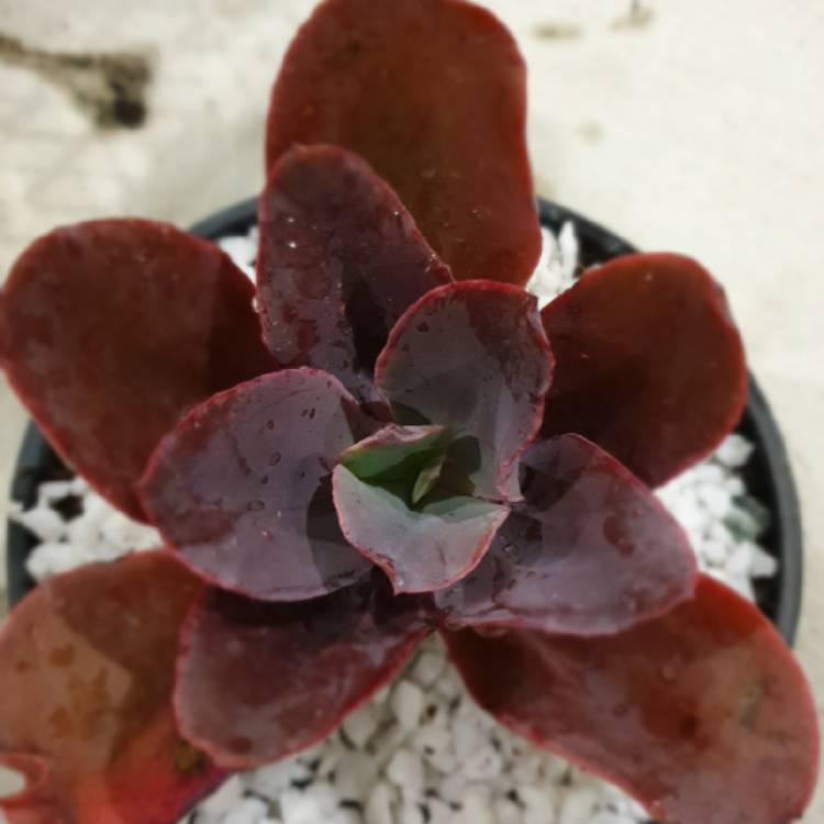 Plant image Echeveria Mary Butterfied