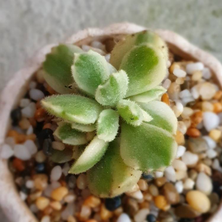 plant image 1082445
