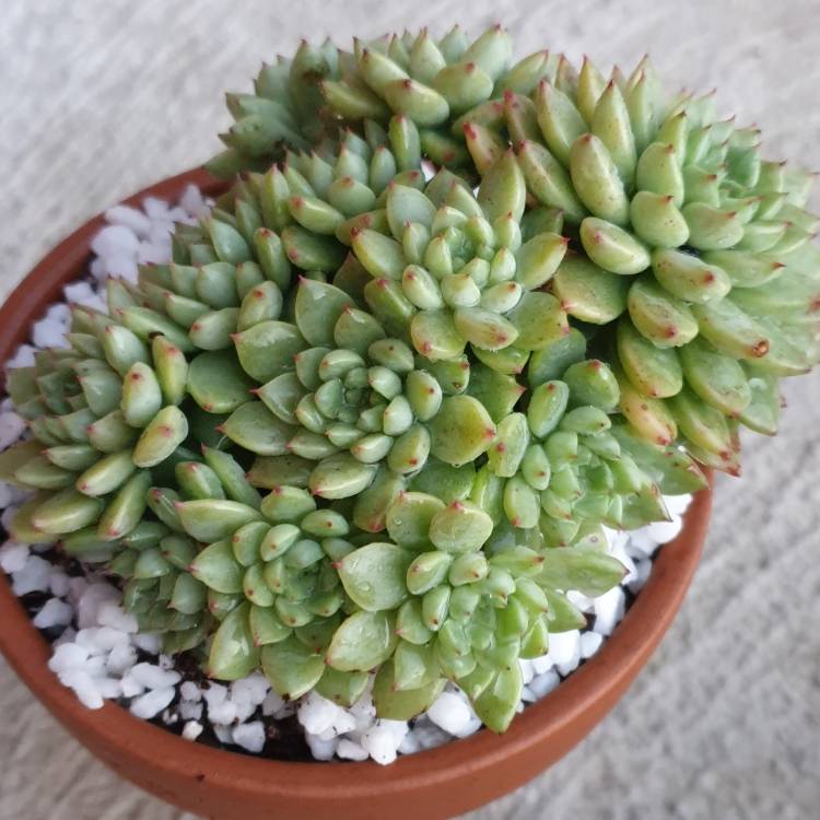 plant image 1082449