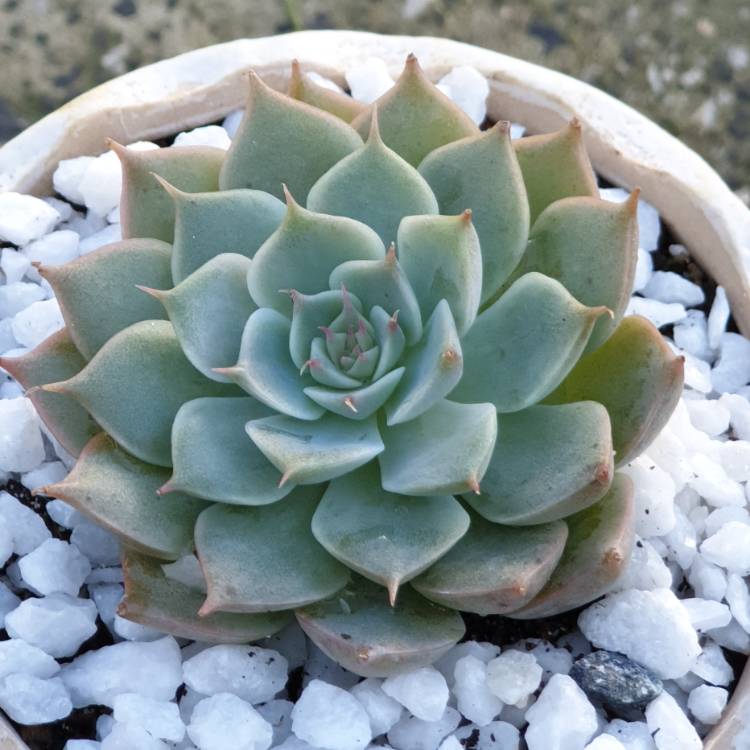 plant image 1082475 plant image 1082475
