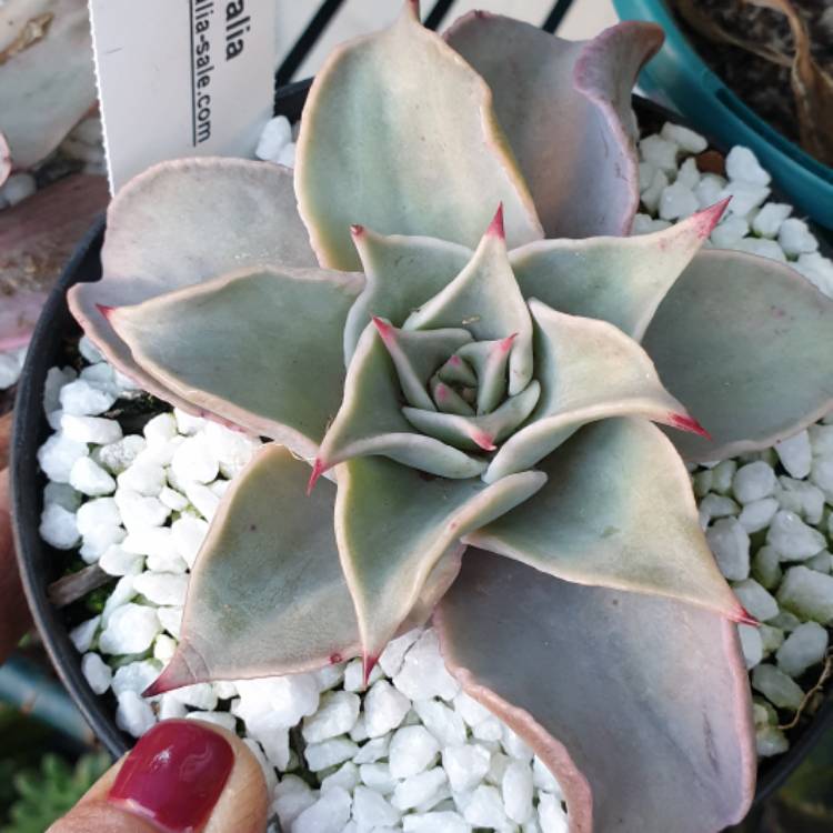 plant image 1092118 plant image 1092118