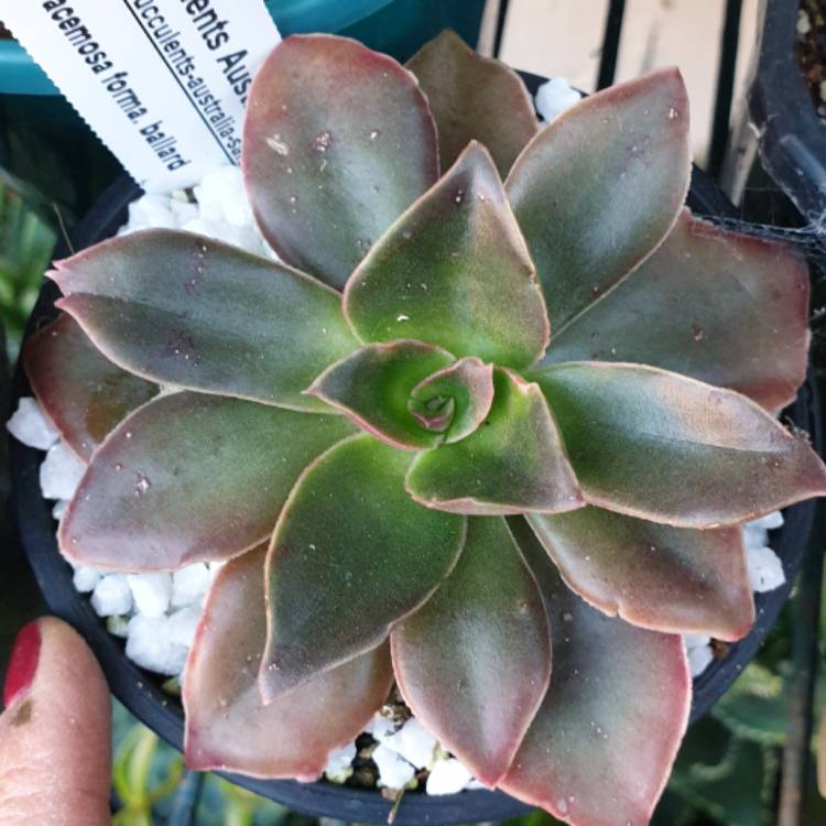 Plant image Echeveria Racemosa fa. Ballad