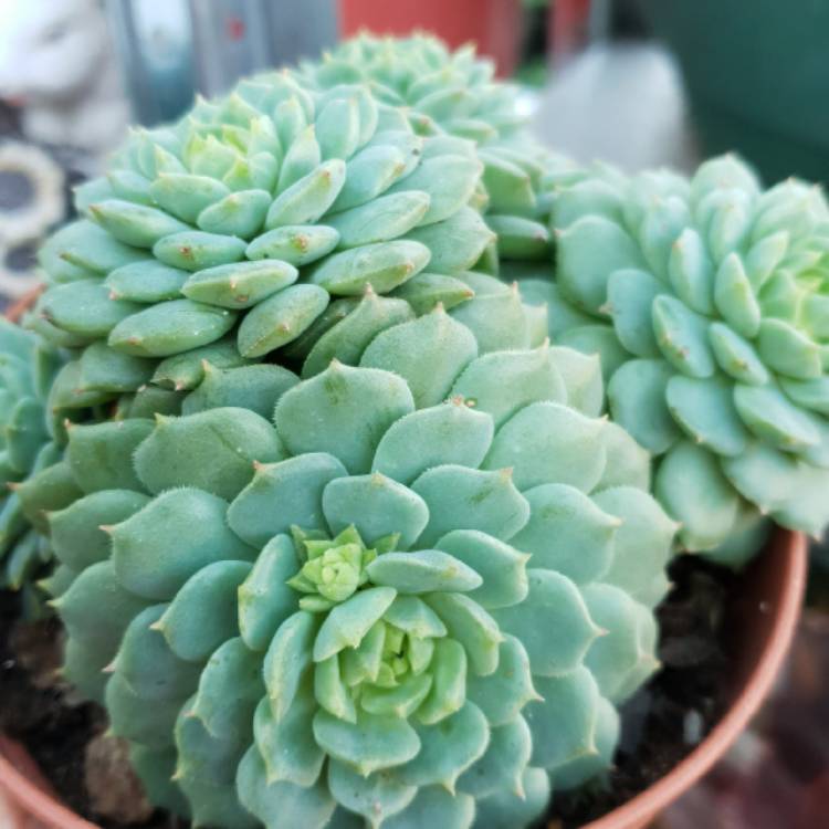 Plant image Echeveria Kircheriana
