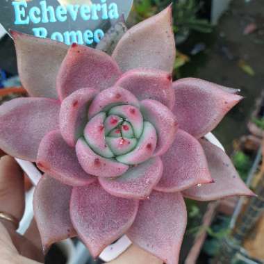 Echeveria Agavoides Romeo