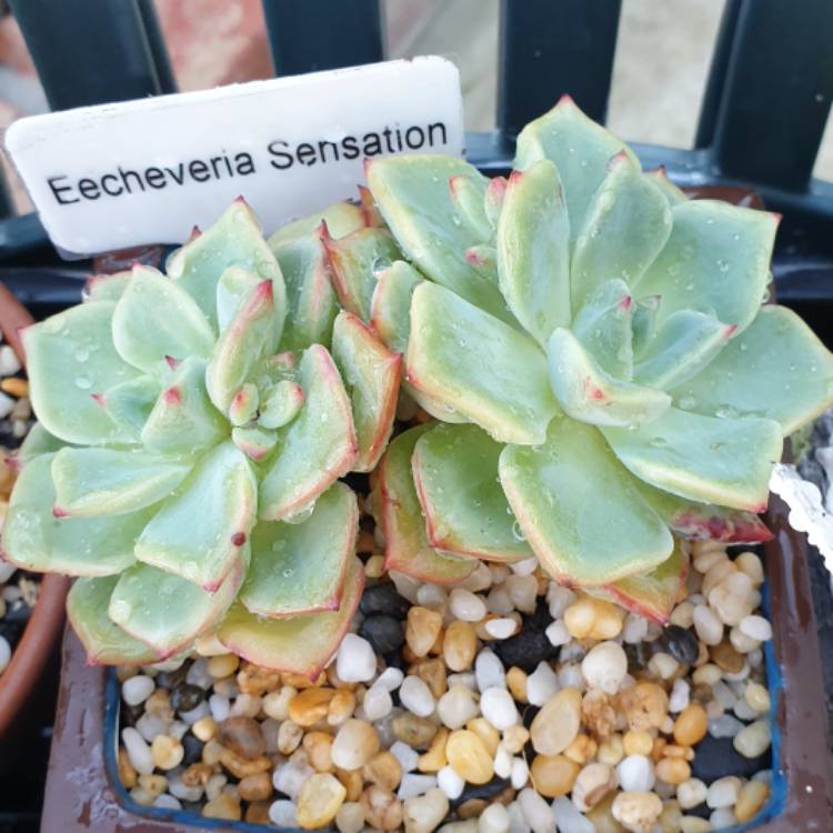 Plant image Echeveria Sensation